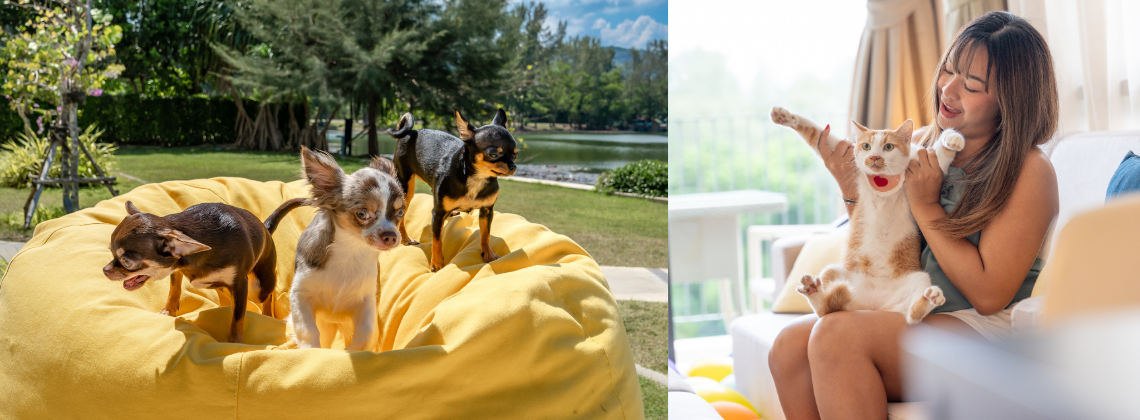 Pet Friendly Hotel Phuket